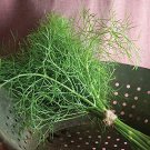 DILL culinary Herb garden 100+ seeds NON GMO open polinated - Instructions Inc