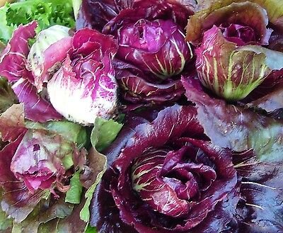 Radicchio (Palla Rossa) 20+ Seeds - Lettuce Vegetable Leaf. Instruct Included x