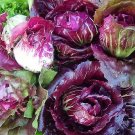 Radicchio (Palla Rossa) 20+ Seeds - Lettuce Vegetable Leaf. Instruct Included x