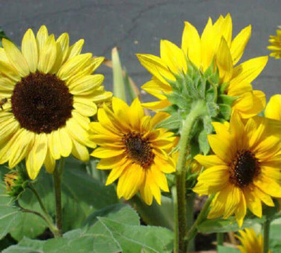 SUNFLOWER Black Oil  20+ seeds. Comes With Care Instructions