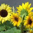 SUNFLOWER Black Oil  20+ seeds. Comes With Care Instructions