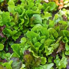 Lettuce Mixed -Red & Green Leaf x25+ Seeds. Instructions Included. Healthy