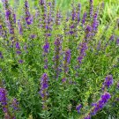 HYSSOP (Blue Flower)100+ seeds. Herb- Attracts Good Insects. Instructions Inc