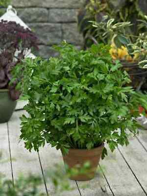 Parsley-ITALIAN FLAT LEAF 60 P+ Seeds  Instructions Inc. Herb, Cooking