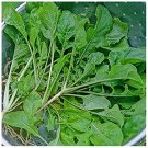 Mustard- White 50+ seeds. Heirloom, non-GMO.