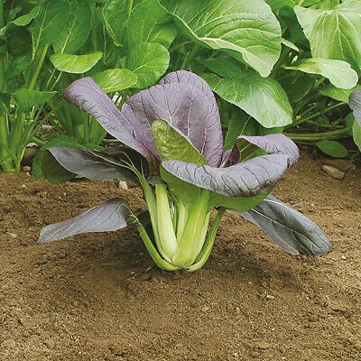 PAK CHOI (Red F1)  Hybrid 90+ Seeds vegetable ASIAN.