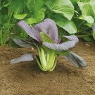 PAK CHOI (Red F1)  Hybrid 90+ Seeds vegetable ASIAN.