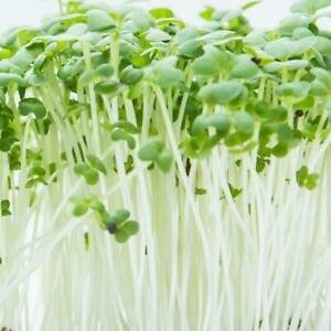 Cress (Fine Curled) 150+ Seeds - Herb, Salads, Garnish.