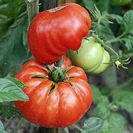 TOMATO (Mortgage Lifter) 30+ seeds :) HEIRLOOM NON GMO.