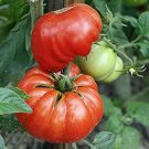 TOMATO (Mortgage Lifter) 30+ seeds :) HEIRLOOM NON GMO.
