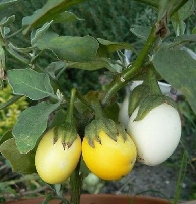 Eggplant &acirc;��Golden Egg" bright ornamental x 20+ seeds