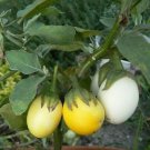 Eggplant “Golden Egg" bright ornamental x 20+ seeds