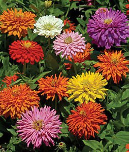 ZINNIA- Molino Mix 50+ Seeds.