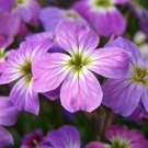 Virginian Stock- Mixed  50+ Seeds. Heirloom.