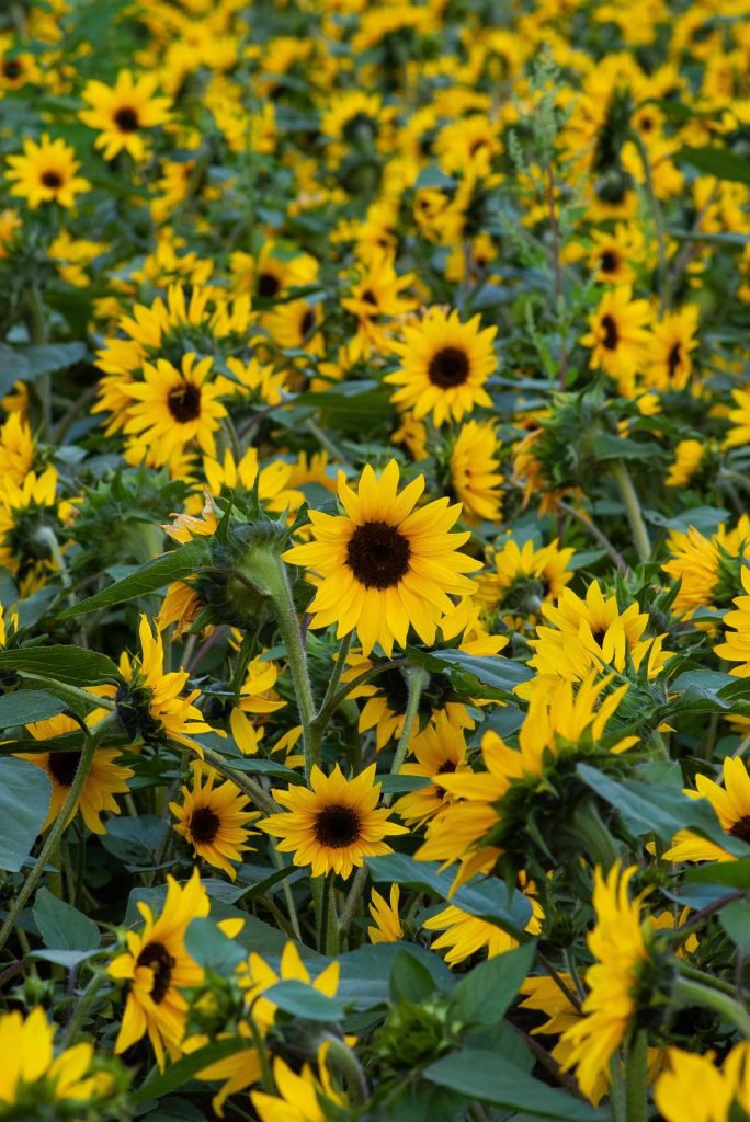 SUNFLOWER  Black Oil   50+ seeds.
