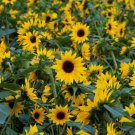 SUNFLOWER  Black Oil   50+ seeds.