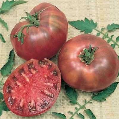 TOMATO (Cherokee Purple) Heirloom 50+ seeds  HEIRLOOM NON GMO Instructions Inc