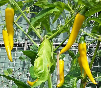 Chilli Seeds (Sweet Yellow)  30+ Each