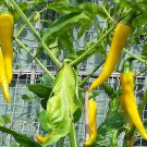 Chilli Seeds (Sweet Yellow)  30+ Each