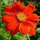SUNFLOWER- MEXICAN RED Tithonia Diversifolia 60+ seeds