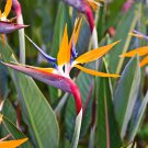 ORANGE BIRD OF PARADISE. STUNNING FLOWERS, EASY TO GROW 20+ FRESH SEEDS