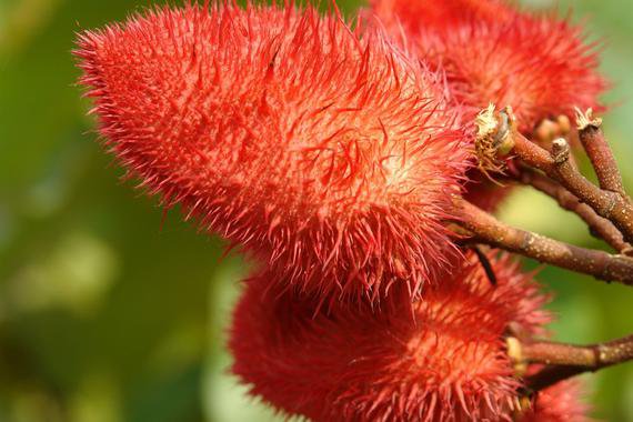 LIPSTICK BUSH, ANNATTO, ORNAMENTAL USED AS DYE, VERY HARDY BUSH, 20+ FRESH SEEDS