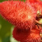 LIPSTICK BUSH, ANNATTO, ORNAMENTAL USED AS DYE, VERY HARDY BUSH, 20+ FRESH SEEDS