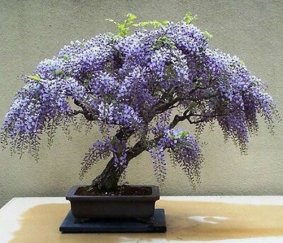 AFRICAN TREE WISTERIA, FRESH SEEDS, MAGNIFICENT FLOWERS, 20+ FRESH SEEDS