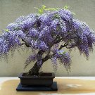 AFRICAN TREE WISTERIA, FRESH SEEDS, MAGNIFICENT FLOWERS, 20+ FRESH SEEDS