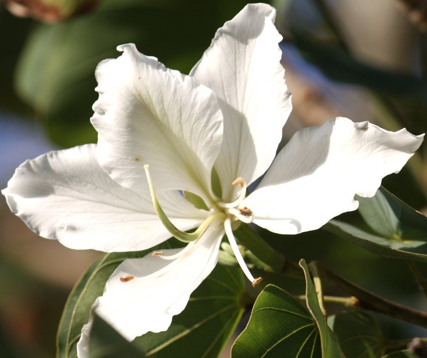 WHITE FLOWERING ORCHID TREE, 20+ FRESH SEEDS