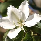 WHITE FLOWERING ORCHID TREE, 20+ FRESH SEEDS
