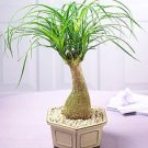PONY TAIL PALM, VERY DROUGHT HARDY PLANT,ALSO GOOD FOR TUBS, 20 + FRESH SEEDS