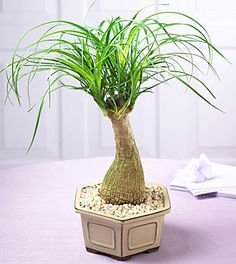 PONY TAIL PALM, VERY DROUGHT HARDY PLANT,ALSO GOOD FOR TUBS, 20 + FRESH SEEDS