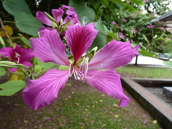 DEEP PINK ORCHID TREE, 20+ FRESH SEEDS