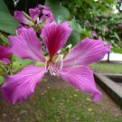 DEEP PINK ORCHID TREE, 20+ FRESH SEEDS