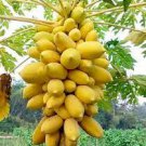 BULK BUY 50+ SEEDS, HEAVY FRUITING YELLOW PAWPAW. FRUITS FROM A YOUNG AGE