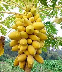 BULK BUY 50+ SEEDS, HEAVY FRUITING YELLOW PAWPAW. FRUITS FROM A YOUNG AGE
