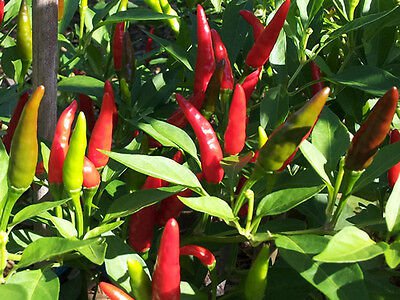BIRD'S EYE CHILLI, BULK LOT OF 50+ SEEDS, OLD STYLE HOT, HEAVY CROPPING