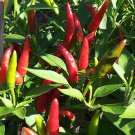 BIRD'S EYE CHILLI, BULK LOT OF 50+ SEEDS, OLD STYLE HOT, HEAVY CROPPING