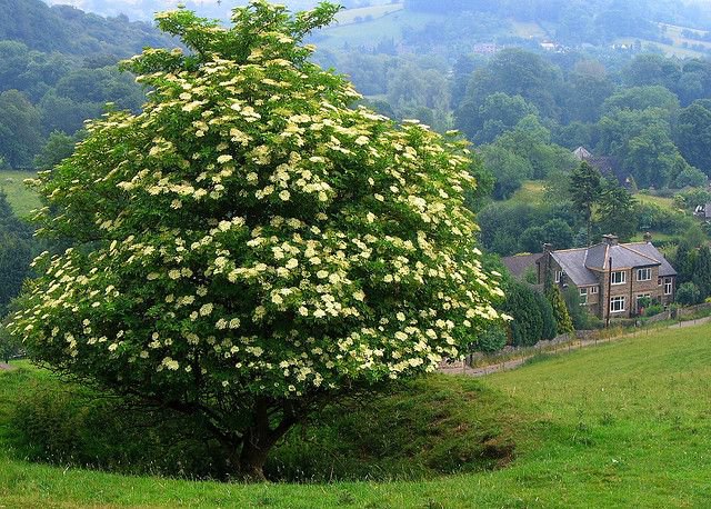 EVERGREEN FLOWERING ASH,HARDY SMALL BUSHY TREE, EXCELLENT SCREEN, 50 FRESH SEEDS