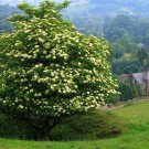 EVERGREEN FLOWERING ASH,HARDY SMALL BUSHY TREE, EXCELLENT SCREEN, 50 FRESH SEEDS