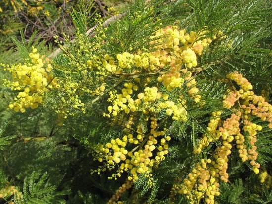 GOLDEN CHAIN TREE, LABURNUM. 12+ FRESH SEEDS, FAST GROWING AND TOUGH