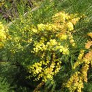 GOLDEN CHAIN TREE, LABURNUM. 12+ FRESH SEEDS, FAST GROWING AND TOUGH