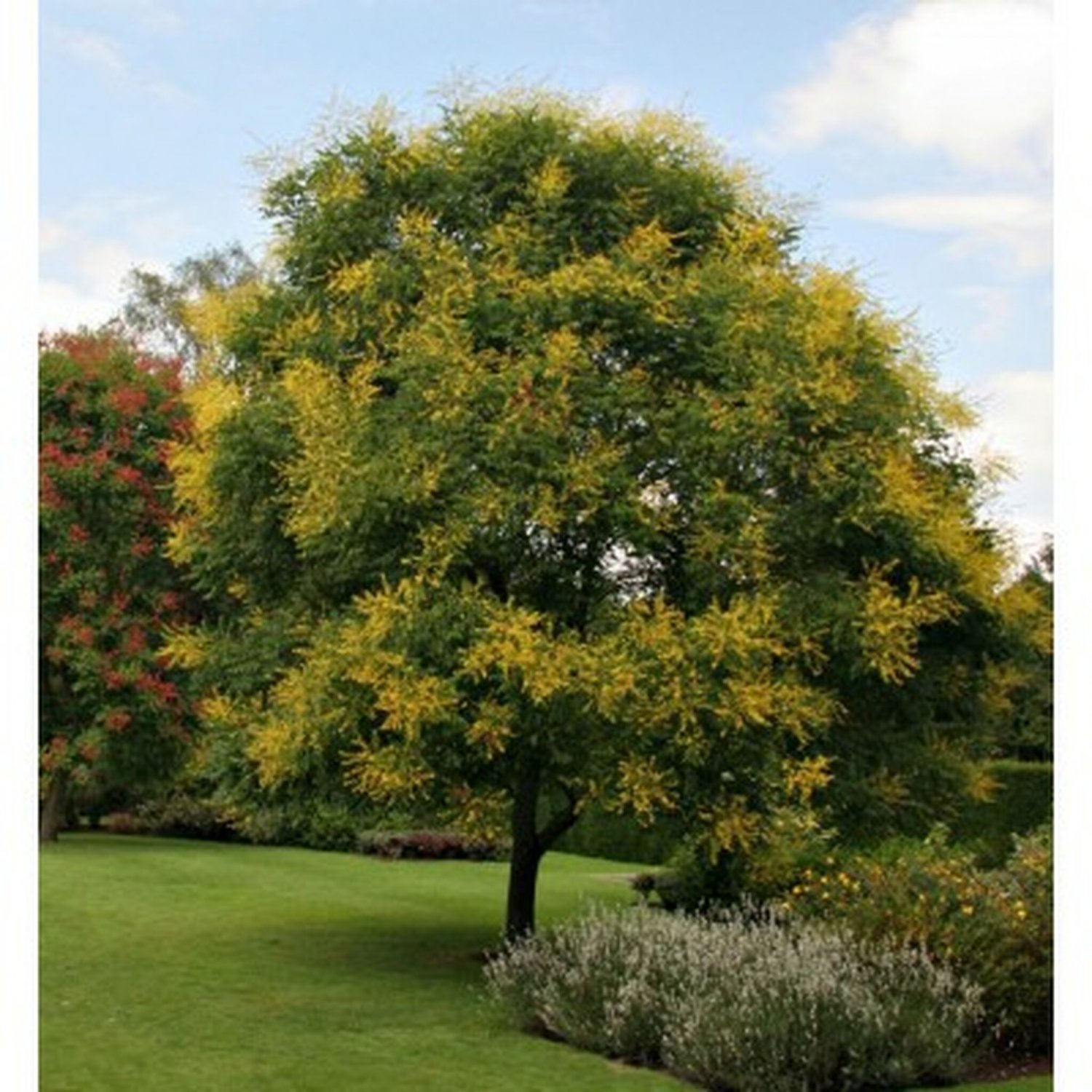 GOLDEN RAIN TREE, 50 + FRESH SEEDS, HARDY SMALL ORNAMENTAL TREE, EASY TO GROW