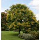 GOLDEN RAIN TREE, 50 + FRESH SEEDS, HARDY SMALL ORNAMENTAL TREE, EASY TO GROW
