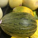 SANTA CLAUS MELON, PIEL DE SAPO, 20+ FRESH SEEDS, FRUIT KEEPS WELL, TASTY, SWEET