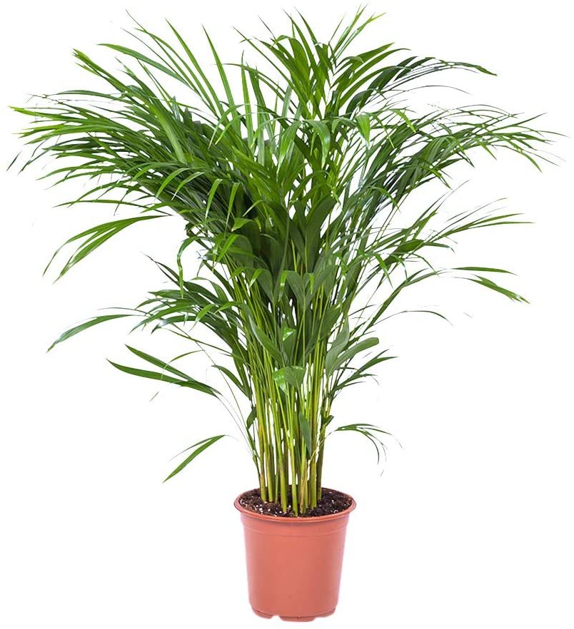 GOLDEN CANE PALM 20+ FRESH SEEDS, SUIT ANY SIZE GARDEN, CAN GROW IN A CONTAINER