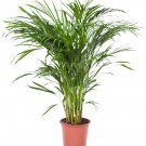 GOLDEN CANE PALM 20+ FRESH SEEDS, SUIT ANY SIZE GARDEN, CAN GROW IN A CONTAINER