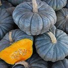 QUEENSLAND BLUE PUMPKIN 20+ FRESH SEEDS, OLD HEIRLOOM VARIETY, FRUIT STORES WELL