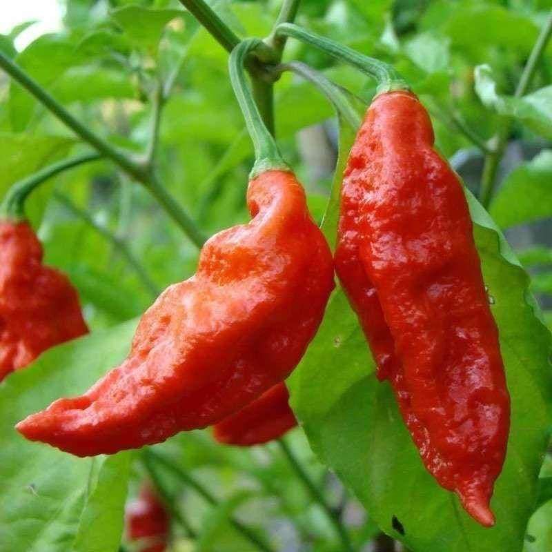 GHOST CHILLI, SUPER HOT VARIETY, WORLD'S HOTTEST PEPPER IN 2007, 30+ FRESH SEEDS